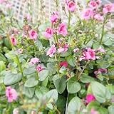 【多年草】 　ディアシア　ダーラ　ローズ　2株セット　【コンテナガーデン】【ハンギング】