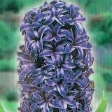 【耐寒性】　芽出し 　ヒヤシンス　濃いブルー系　2株セット　【花壇】