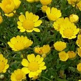 【耐寒性】　クリサンセマム ムルチコーレ　2株セット　【花壇】【コンテナガーデン】