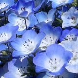 【耐寒性】【寄せ植え】　ネモフィラ　ブルー　2株セット　【コンテナガーデン】【花壇】