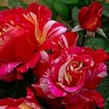 バラ苗 モーリスユトリロ 国産大苗デルバールオリジナル角鉢6号 四季咲き大輪 複色系 フレンチローズ（デルバール）