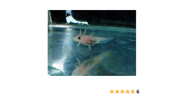 Amazon 癒されます ウーパールーパーリューシベビー 白に黒目 こだわりの生体をお届けします 名生園 こだわりの生体をお届けします 名生園 観賞魚 水中生物 通販