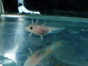 Amazon 癒されます ウーパールーパーリューシベビー 白に黒目 こだわりの生体をお届けします 名生園 こだわりの生体をお届けします 名生園 観賞魚 水中生物 通販