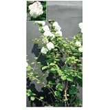 オンリーワン　植栽・美しい花　オオデマリ　UN3-M4032