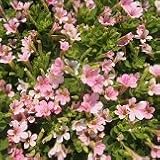 【栄養系】　ペチュニア　天使のくちづけ　2株セット　【ハンギング】【花壇】