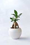 観葉植物 本物 ガジュマル（多幸の木） ボウルポット（シャイニーホワイト） ミニ 観葉植物 インテリア グリーン 【ミニ陶器ポット・選べる樹種、ポット】
