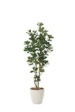 光触媒観葉植物 クルシア1.6 フロアタイプ ハイサイズ