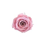 florever　フロールエバー　フレッシュルックスプレーローズ　チェリーブロッサム　8輪　Φ3.5～4.5cm　 プリザーブドフラワー　Spray Rose　Cherry Blossom