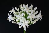 露地から掘り上げてお送りします！純白・大輪の花！アガパンサス‘マキシマ アルバ’苗　1株