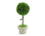 BOX WOOD TOPIARY (ボックスウッドトピアリー) ｢BALL｣ L