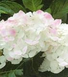 あじさい 苗 ヤマアジサイ 【 紅てまり （ ベニテマリ ）】 5号ポット苗 山紫陽花 山アジサイ 庭木 落葉樹 低木