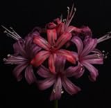 妖艶な花色！ オリジナル品種！ ネリネ‘綾小路’ 球根　１球