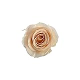 florever　フロールエバー　フレッシュルックスプレーローズ　ピーチ　8輪　Φ3.5～4.5cm　 プリザーブドフラワー　Spray Rose　Peach