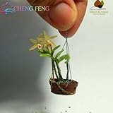 100 Pcs Mini Bonsai Orchid Seeds Indoor Home Miniature Flower Plants Pot seed Garden Diy plant Semen