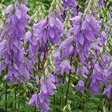 【宿根草】　カンパニュラ　ラプンクロイデス　2株セット　【イングリッシュガーデン】