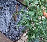 菜園用黒マルチ 長さ50m×厚さ0.02mm×幅65cm