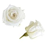 florever　フロールエバー　フレッシュルックベイビーローズ　パールホワイト　12輪　Φ2.5～3.5cm　 プリザーブドフラワー　Baby Rose　Pearl White