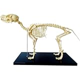 NexPon 犬の骨の解剖模型、医療の研究、ペット骨格、犬の関節、狗スケルトン模型