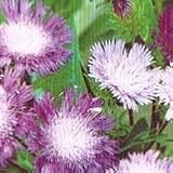 【耐寒性】【宿根草】　ストケシア　るりこまち　2株セット