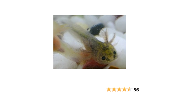 ウーパールーパー マーブル 小さい ブリーダー倶楽部 観賞魚 水中生物 通販 Amazon