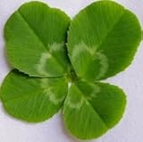 無農薬 生の 四つ葉のクローバー 160枚入り 料理 カクテル ウエディング レストラン ケーキ屋 高級 特別