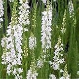 【耐寒性】【宿根草】　リナリア　スプリング サイド ホワイト2株セット　【ボーダーガーデン】