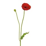 Torre & Tagus 901273 Poppy Bloom 31インチStem – レッド