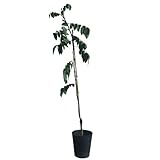 スターフルーツ苗　カレー種　接木苗