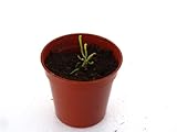 【食虫植物】Sarracenia purpurea ssp.venosa伊勢(プルプレアベノーサ)実生系【Baby plants】