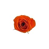 florever　フロールエバー　フレッシュルックスプレーローズ　タンジェリンオレンジ　8輪　Φ3.5～4.5cm　 プリザーブドフラワー　Spray Rose　Tangerine Orange
