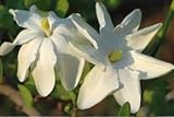 Gardenia volkensii - bushveld gardenia - 10 seeds