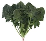 【ほうれん草種子】プリウスセブン 法蓮草 L3万粒 (トキタ種苗)