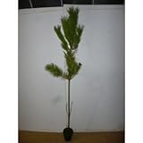 【5本セット】 クロマツ 樹高1.0m前後 15cmポット 黒松 くろまつ 松の木 苗木 植木 苗 庭木 生け垣