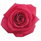 florever　フロールエバー　フレッシュルックメディアナローズ　ホットピンク　8輪　Φ4～5cm　 プリザーブドフラワー　Mediana Rose　Hot Pink