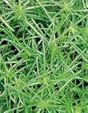 【おかひじき種子】おかひじき　小袋（5ml）　（サカタのタネ）