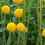 【花壇】　 クラスペディア　グロボーサ　2株セット　【ドライフラワー】