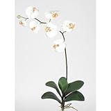 クリーム胡蝶蘭シルクOrchid Flower w / Leaves ( 6 stems )