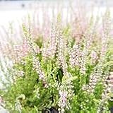 【常緑低木】【耐寒性】　カルーナ　ピンク系　Type A　【ヒースガーデン】