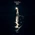 Torches(初回限定盤)