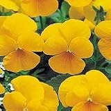 【産地直送】【小輪パンジー】 東京産　ウインターパンジー ナチュレ イエロー　3.5号　9株セット　【コンテナガーデン】【花壇】