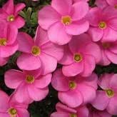 Amazon Co Jp 耐寒性 球根 オキザリス 桃の輝き 2株セット イングリッシュガーデン ホーム キッチン