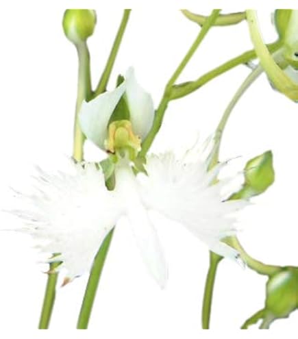 Amazon.co.jp: （山野草）サギソウ（鷺草） 青葉 1球 3号（1ポット