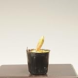 山野草：福寿草1芽