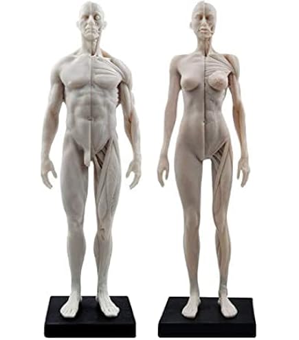 人体模型 約180cm 詳細な筋肉構造 Amazon.co.jp: 人体模型 モデル 人体モデル 男性と女性 1セット