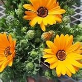 【花壇】　ディモルフォセカ　オレンジ系 　2株セット　【コンテナガーデン】