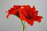 オリジナル品種！アマリリス‘ダブル トップ レッド’　球根　1球