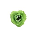 florever　フロールエバー　フレッシュルックスプレーローズ　アップルグリーン　8輪　Φ3.5～4.5cm　 プリザーブドフラワー　Spray Rose　Apple Green
