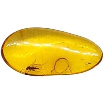 Amazon.co.jp: 【化石専門店 LOLO】 美品 虫入り琥珀 琥珀 化石