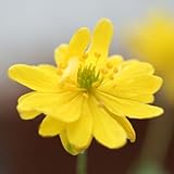 八重咲き黄花イチゲ