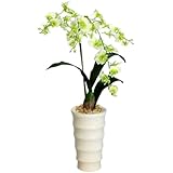 胡蝶蘭 造花 光触媒 花 ギフト プレゼント 鉢植え 鉢 オンシジューム ホワイトグリーン 1本立て 【ギフトラッピンク・ギフトカード対応】